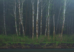 Alder trees and fog along the Hoh River in Olympic National Park
