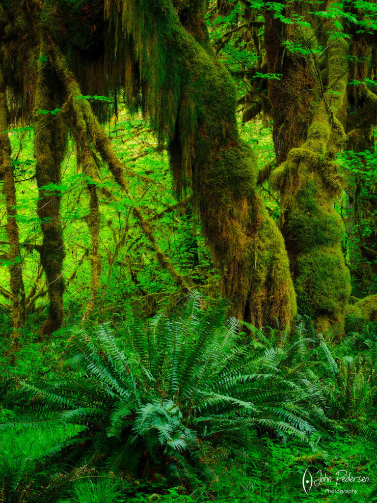 A fern and moss covered trees in the Hoh Rainforest in Olympic National Park