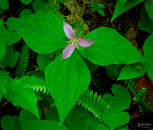 A trillium flower and green leaves in the Hoh Rainforest in Olympic National Park