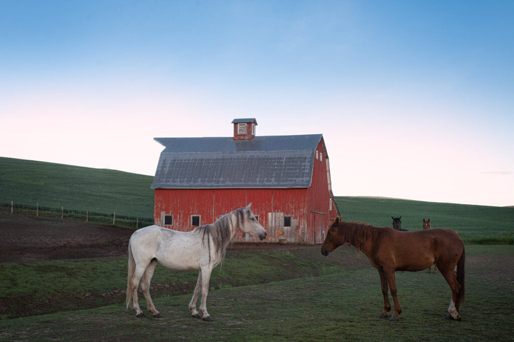 a barn and horses in the Palouse at sunrise