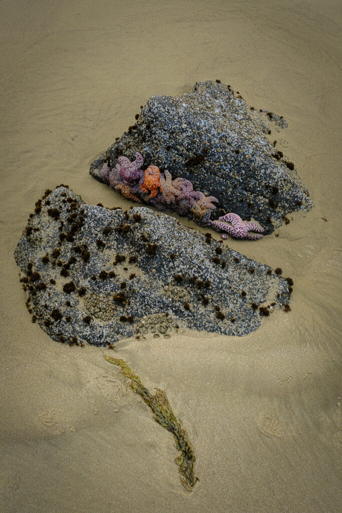 Rocks and sand house a line up of starfish along the Oregon Coast