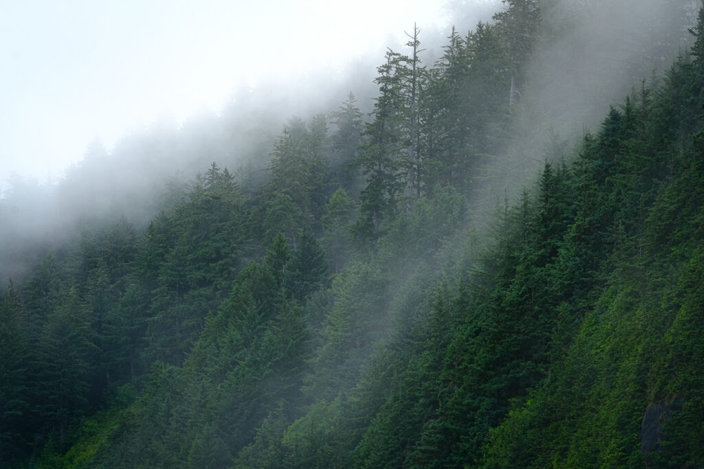 Low fog clings to the hillside along the Oregon Coast