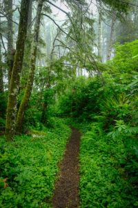 A forest path heads in to the fog on Cape Perpetua, Oregon Coast
