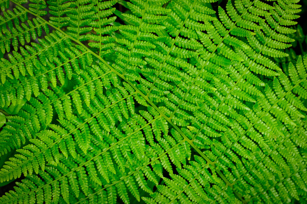 A delicate fern in the forest along the Oregon Coast