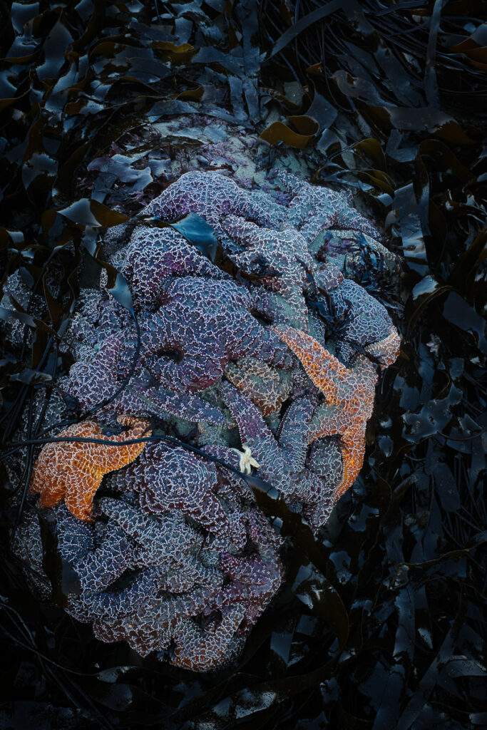 A rock is covered in starfish, surrounded by kelp along the Oregon Coast
