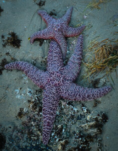 a large starfish and smaller one wait for high tide on the Oregon Coast