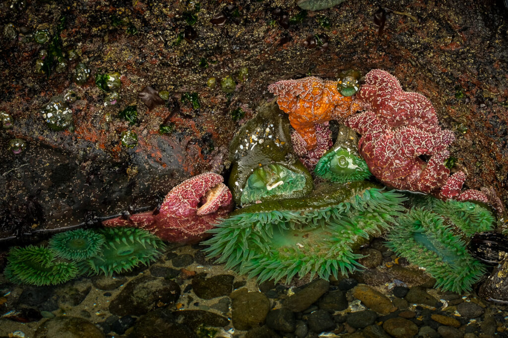 Starfish and anemones in a tide pool along the coast
