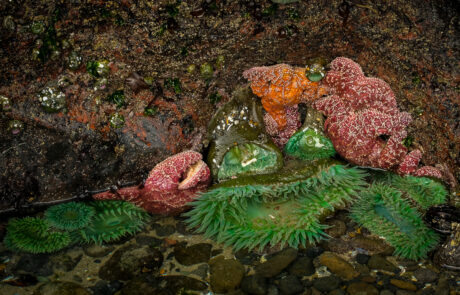 Starfish and anemones in a tide pool along the coast