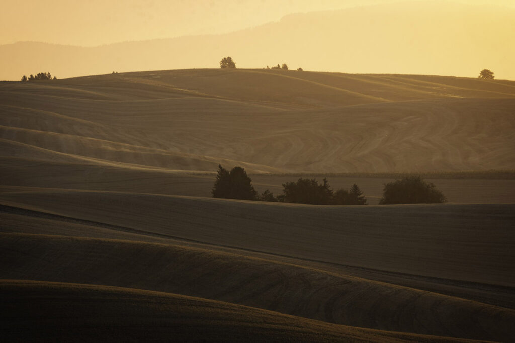 Sunrise illuminates the tops of hills in wheat fields of eastern washington