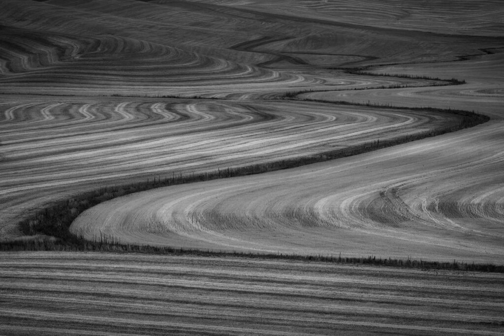 Curving lines dominate the fields in the Palouse