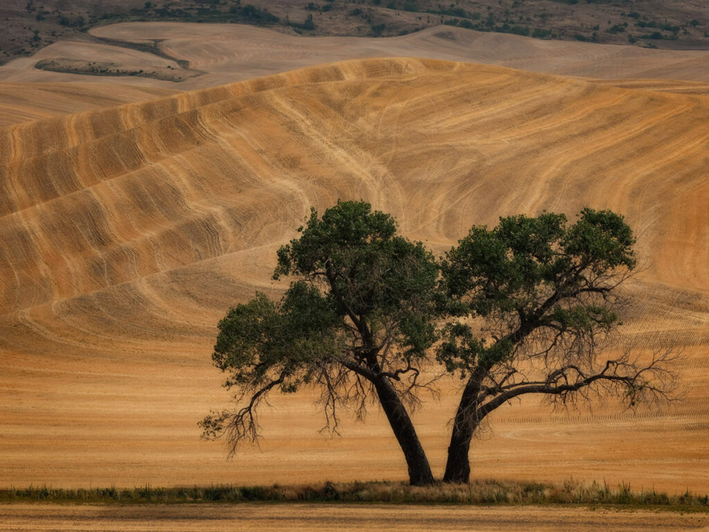 A tree in the wheat fields near Steptoe Butte in the Palouse area of Washington