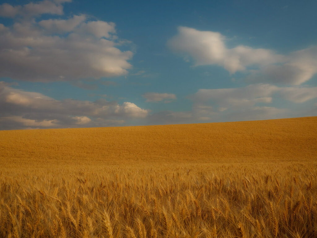Golden wheat and blue skies with white clouds in the Palouse Washington