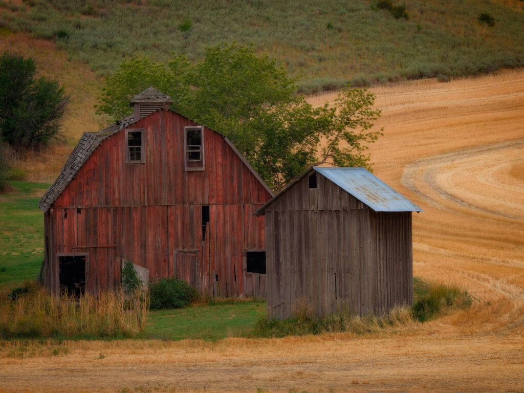 A barn and outbuilding stand next to a wheat field in Palouse Washington