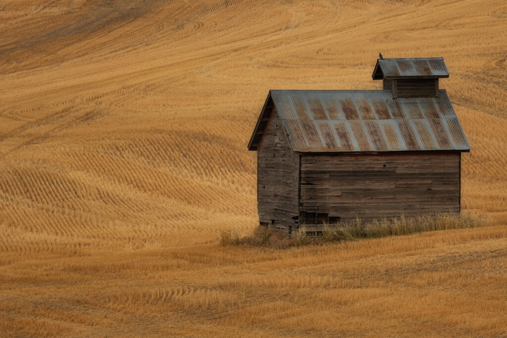 An old farm building in a wheat field in Palouse area of Washington