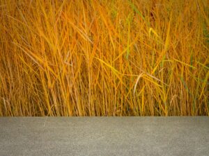 Yellow grass next to concrete bench