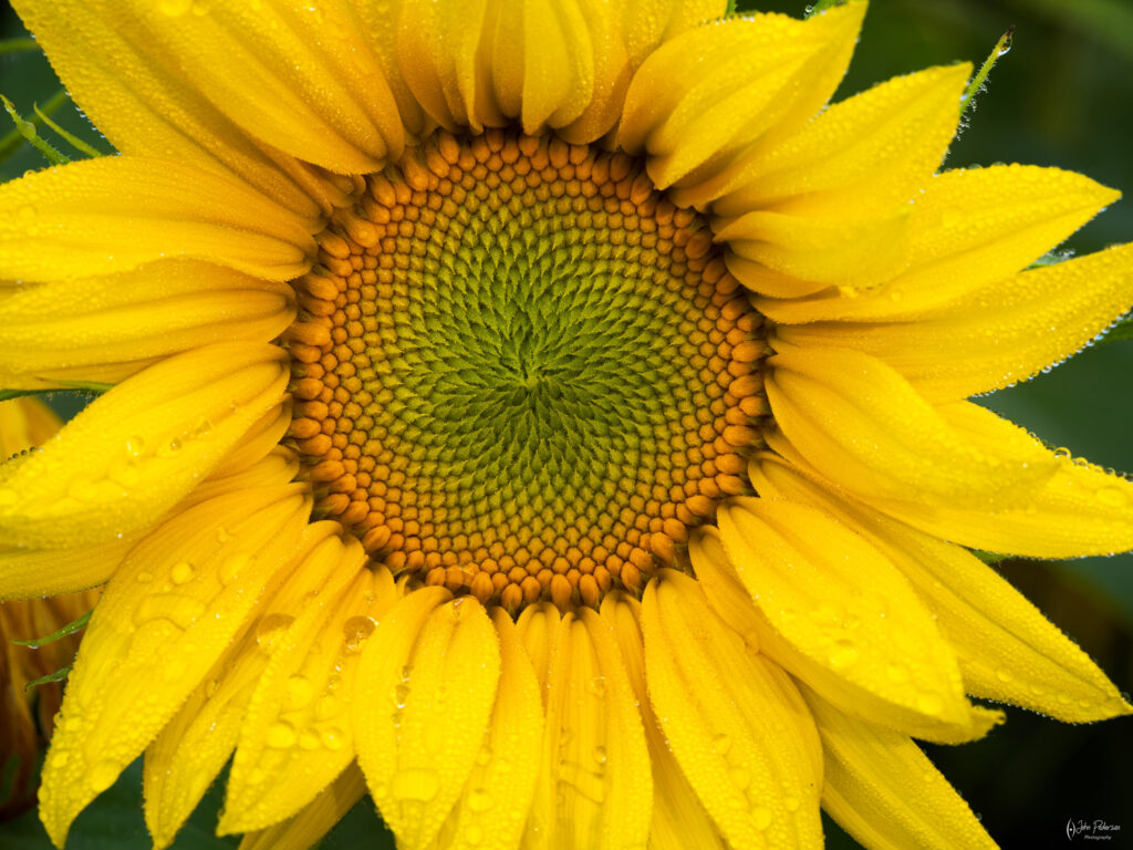 Sunflowers in a field near Portland Oregon