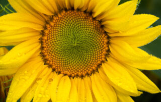 Sunflowers in a field near Portland Oregon