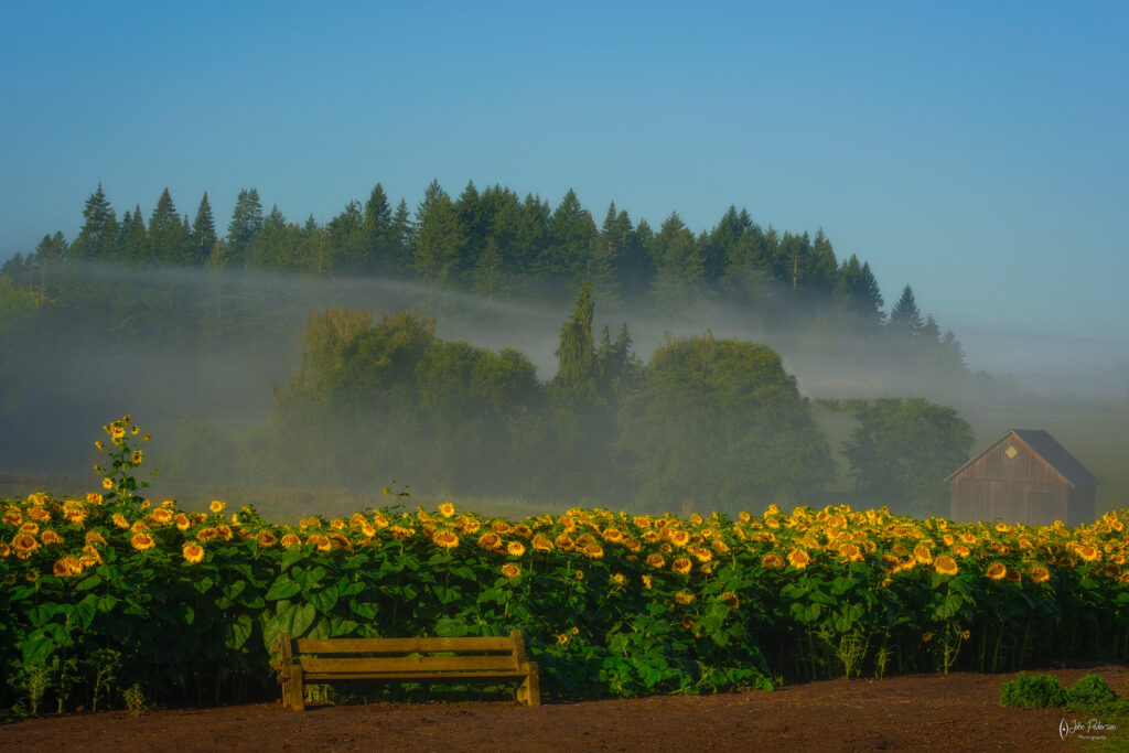 Field of sunflowers and fog in the background in Oregon
