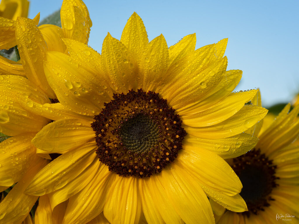Sunflowers in a field near Portland Oregon