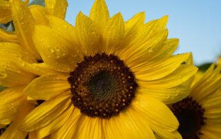 Sunflowers in a field near Portland Oregon