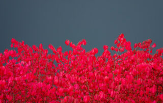 Red and pink bushes against a grey wall