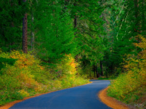 A forest road winds through trees with autumn colors