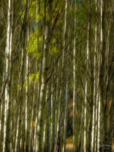 Blurry trees using intentional camera movement