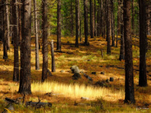 Fir trees in a forest lit with dappled sunlight