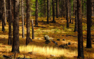 Fir trees in a forest lit with dappled sunlight