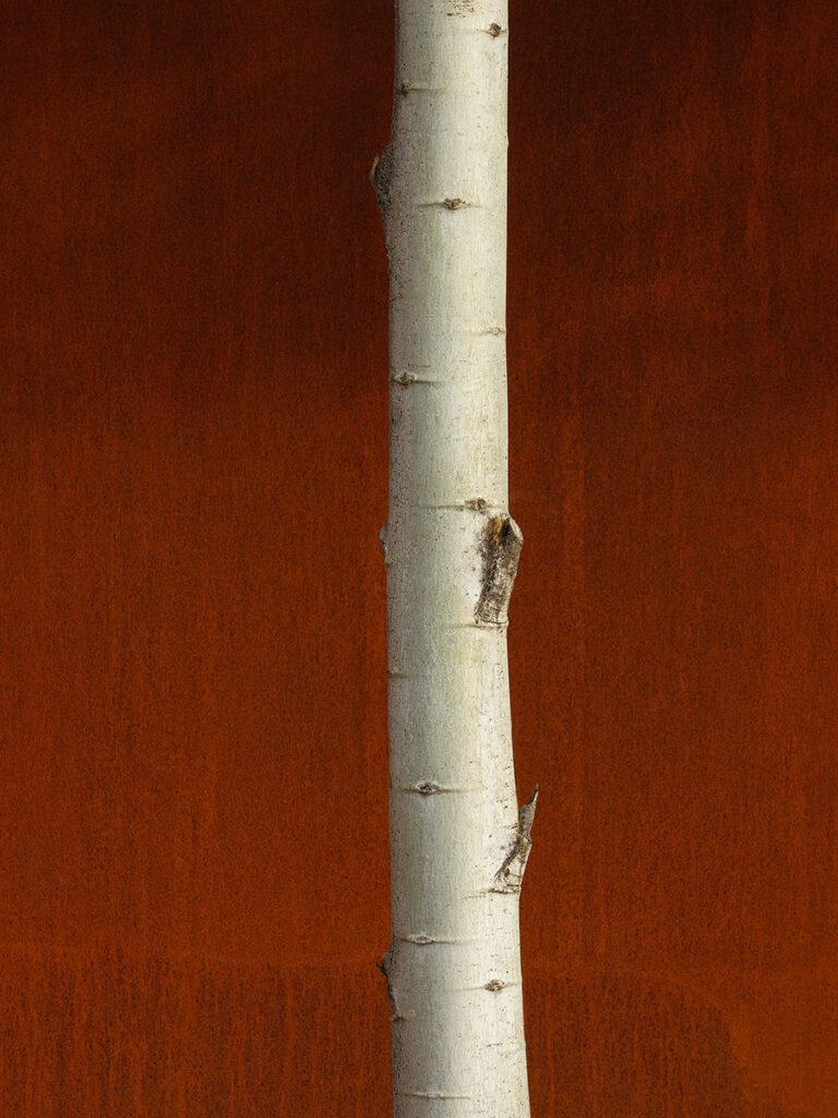 a white tree in front of a rusted panel