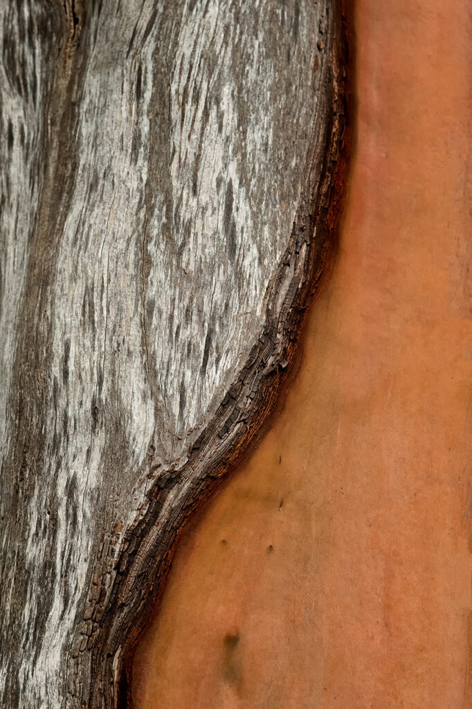 Curving tree bark on a madrone tree