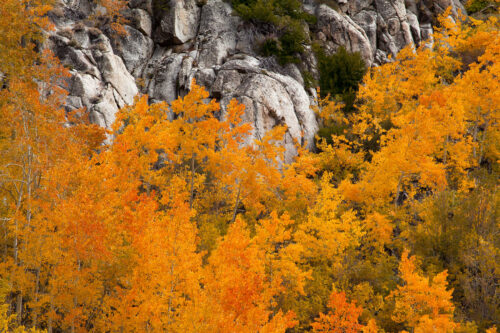Fall color in the eastern sierras
