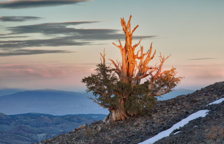 Ancient Bristlecone pine tree in the Eastern Sierras