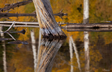 Fall color in the eastern sierras at Lundy Canyon