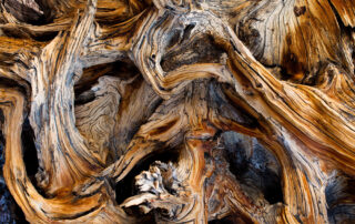 rootball of a bristlecone pine tree in the eastern sierras