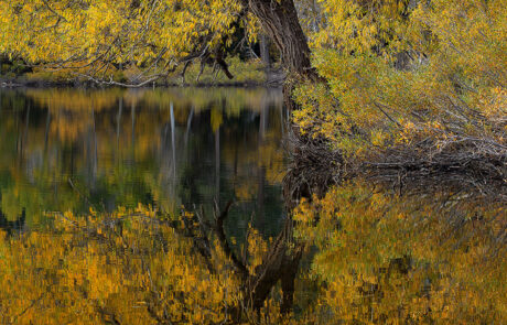Fall color in the eastern sierras along the North Lake loop