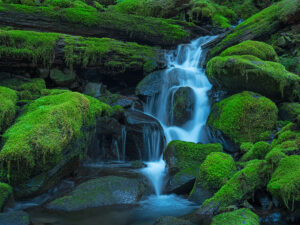 stream through moss covered rocks in olympic national park