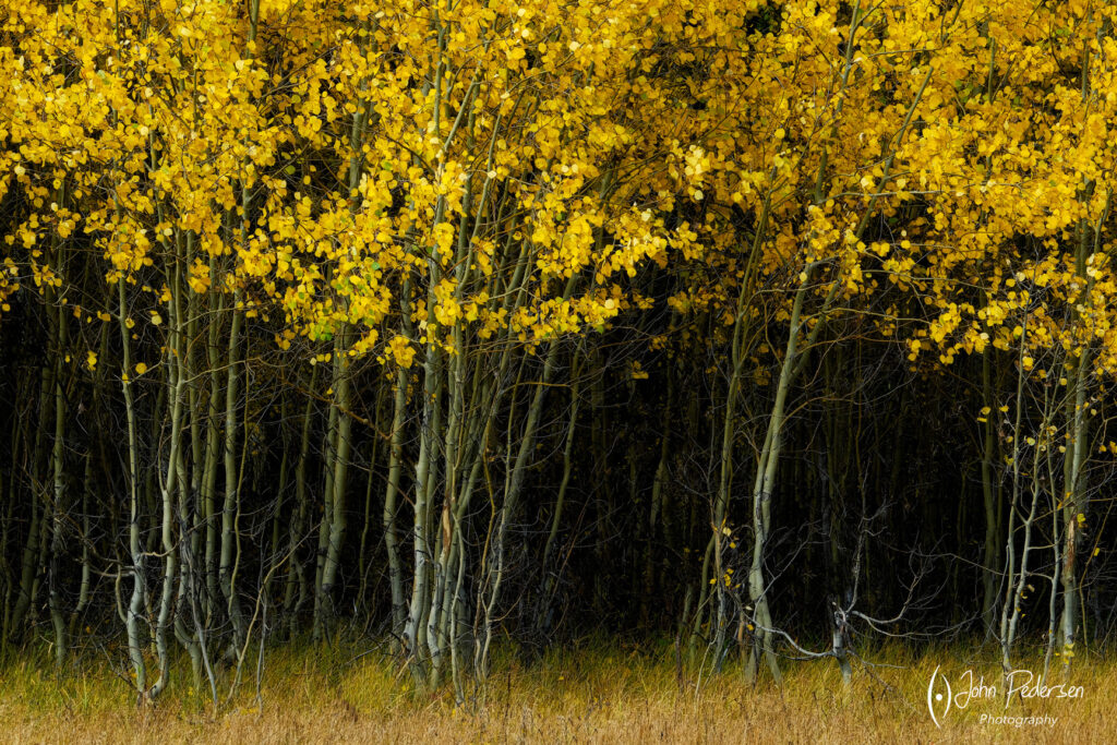 autumn leaves in grand teton park