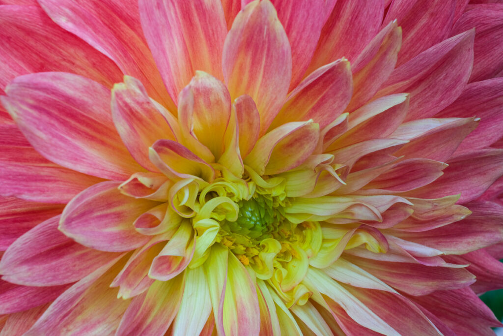 Dahlia flower using 60mm macro lens