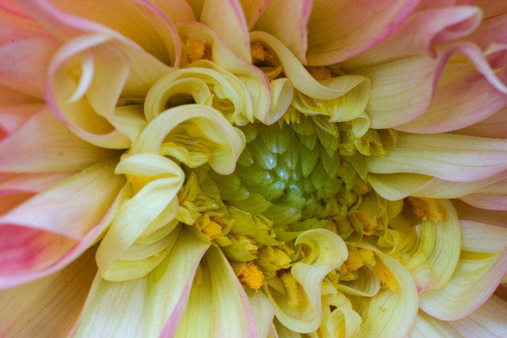 The center of a dahlia flower photograph