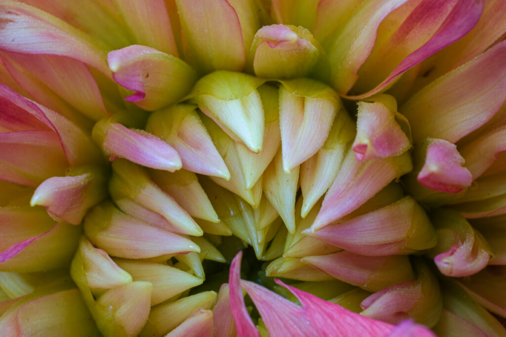 A close up shot of the center of a dahlia flower