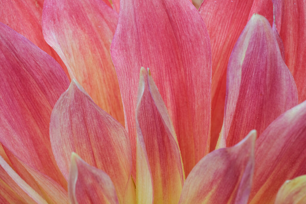 close of photograph of dahlia flower petals