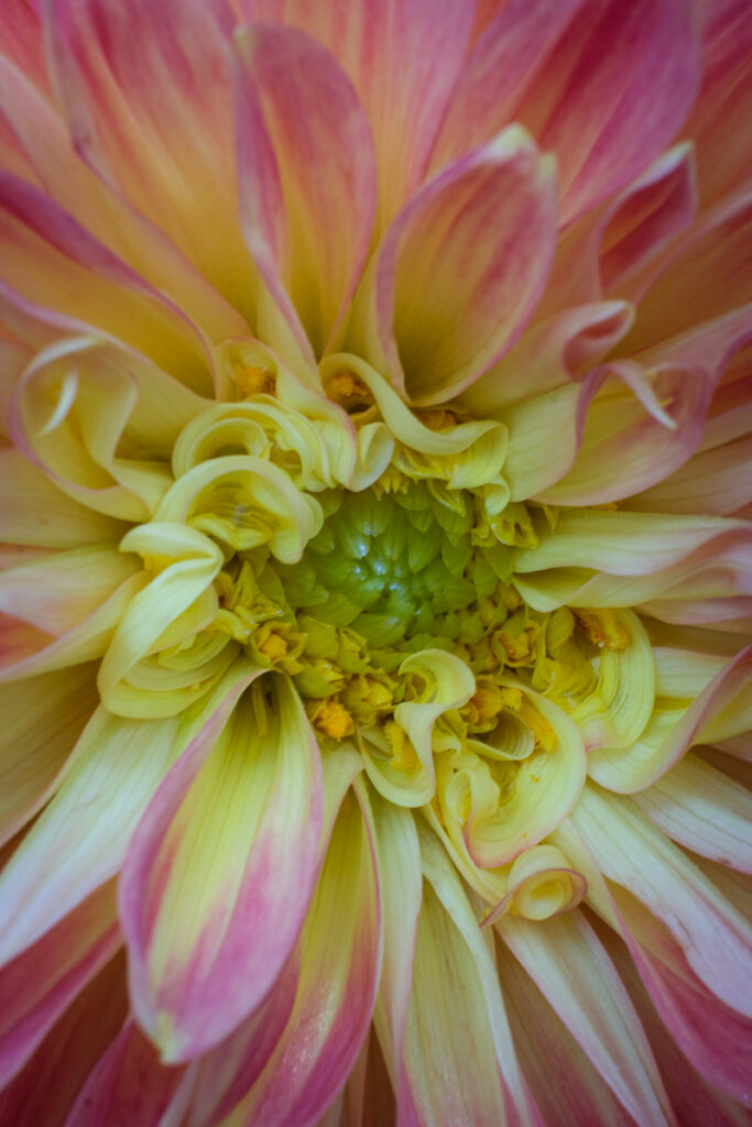 Vertical photograph of a dahlia flower