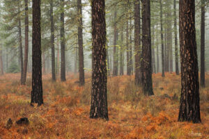 Photograph of fog in a forest in Washington