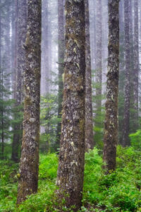 Mature forest of trees with fog in the background in Oregon