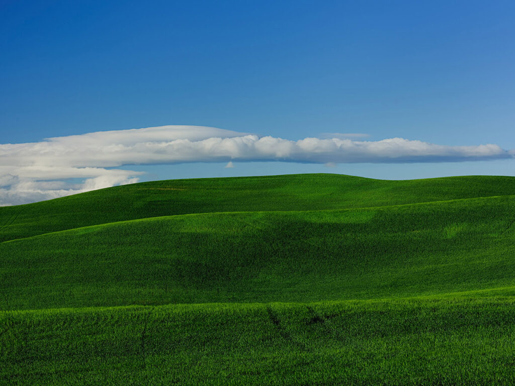 Wheat fields and blue sky in Palouse Washington