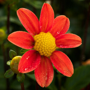 Photograph of a red flower