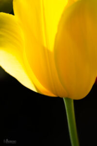 Yellow tulip flower backlit by the sun