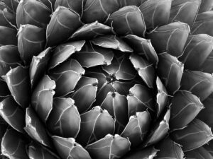 Photograph of cactus in black and white