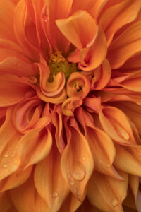 Photograph of orange dahlia flower with water drops